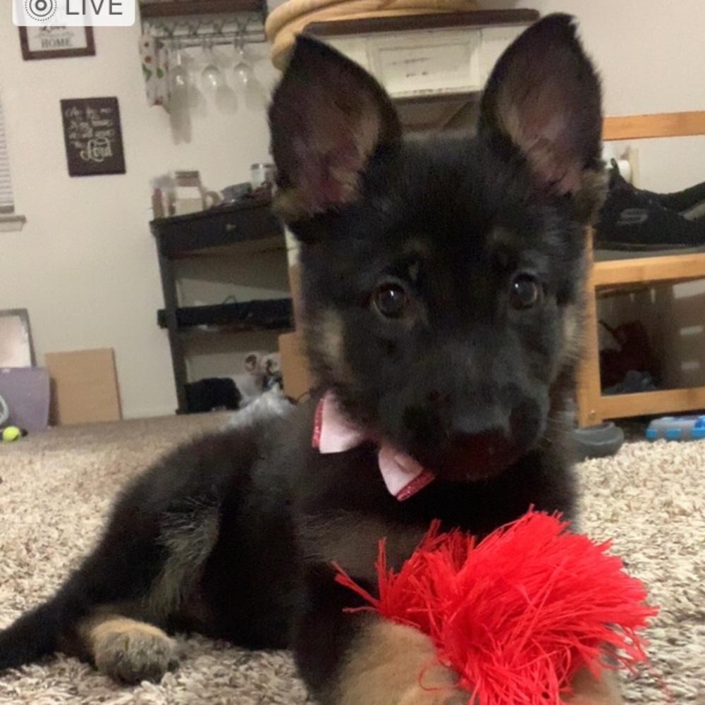 Disney dog - my Nala 🥰 - Picture 5 of 5